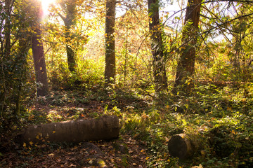 Fallen tree logs in a fall forest during golden hour