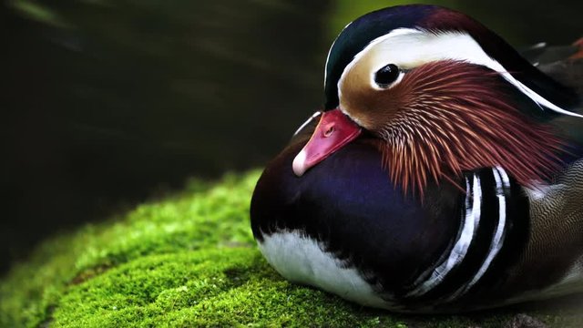 mandarin duck resting on mossy rock