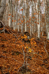 Autumn