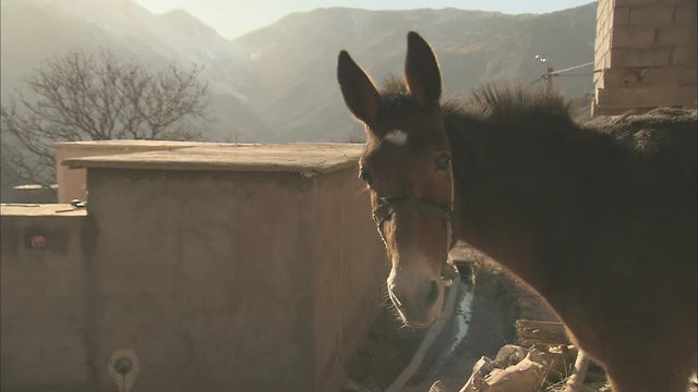 Animal portrait: A mule on a hillside in a small village, turns to face camera
