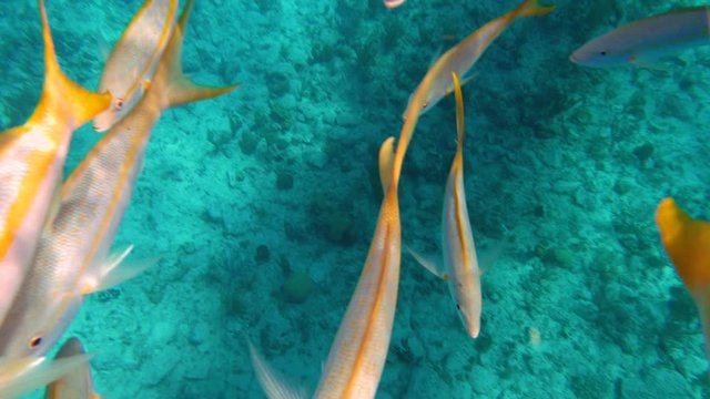 Yellowtail Snappers fish in blue Caribbean waters. Slow motion