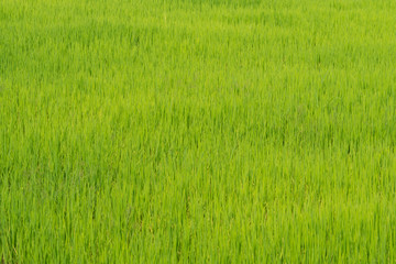 green rice field 