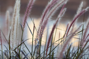 background grass in the wind