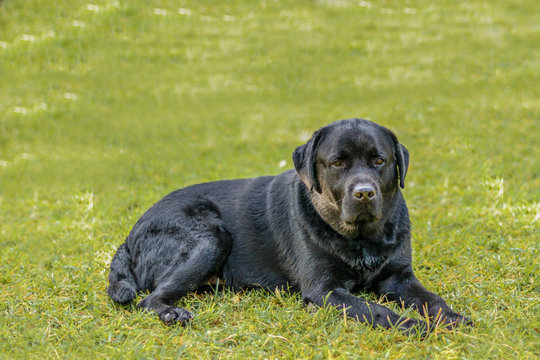 Lebra black dog setting on green grass lawn
