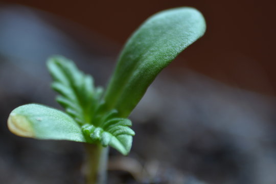 Planta de Cannabis Sativa de 2 semanas desde su germinaci&oacute;n