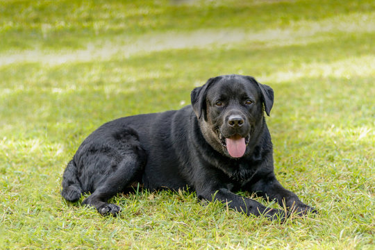 Lebra black dog setting on green grass grass,lawn or garden