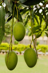 Bunch of green mangoes with leafs hanging on tree
