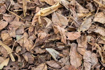 Dry leafs of trees lying on ground