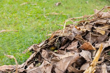 Dry leafs of trees lying on ground