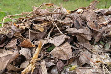 Dry leafs of trees