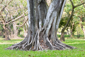 Big tree roots spreading out beautiful in the tropics. The concept of care and environmental protection.