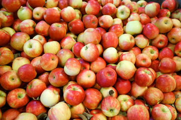 Fresh picked red honey crispy apples background in the harvest season