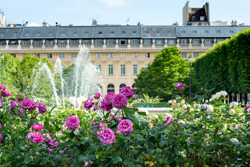PARIS-FRANCE - Rose garden in the Palais Royal square