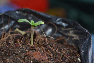 Plántula de Canabis Sativa 2 semanas después de germinación