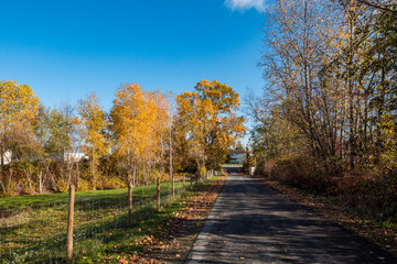 road in the country side with autumn trees on both sides under blue sky