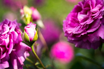 Pink roses with blurred background in Rose garden in the Palais Royal square - Paris, France