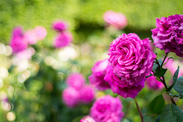 Pink roses with blurred background in Rose garden in the Palais Royal square - Paris, France