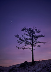 Lonely tree against night sky