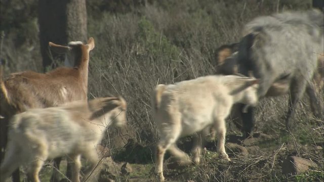 A tracking shot of a herd of goats walking up a hill in Morocco