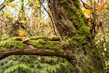 close up of thick tree branches covered with green mosses inside old forest