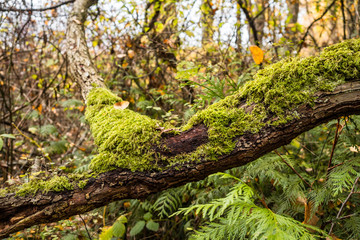 close up of thick tree branches covered with green mosses inside old forest