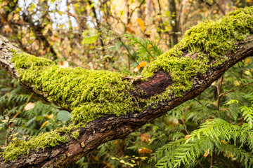 close up of thick tree branches covered with green mosses inside old forest