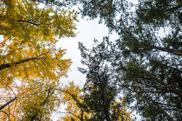 trees with yellow and green leaves under cloudy sky inside forest