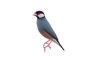 Beautiful bird Java sparrow or Java finch isolated on white background