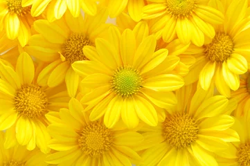 gelbe Chrysanthemenblüten © pulia