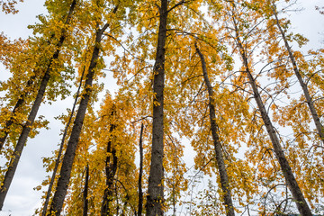 Fototapeta premium trees with yellow leaves inside forest on a cloudy day