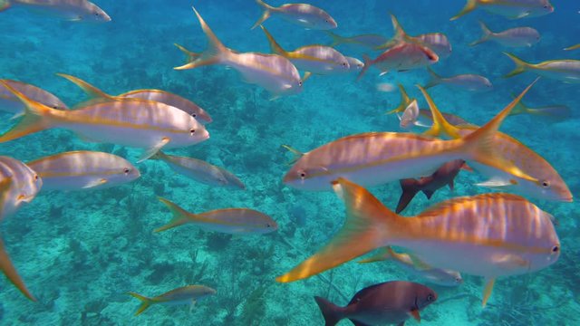 Colorful Yellowtail Snappers fish school underwater. Slow motion