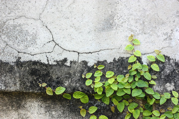 plant in the morning