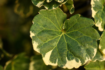 plant leaf in the morning