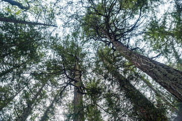 look over head inside forest with tall trees filled with green leaves