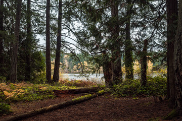 forest by the lake with wood chips filled ground and laying tree trunks filled with mosses