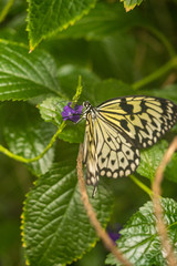 beautiful butterfly with yellow wings and cheetah like spot resting on thin branch in the garden