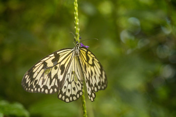 beautiful butterfly with yellow wings and cheetah like spot resting on thin branch in the garden