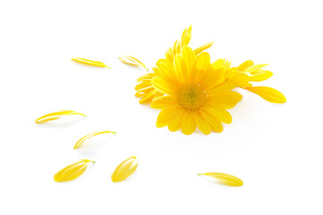 yellow chrysanthemum flowers