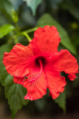 close up of a beautiful red flower with long red stamen in the garden