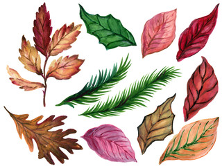 Fototapeta na wymiar Winter Autumn leaves plants and poinsettia leaves and Christmas tree leaves differnt elements watercolor illustration