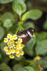 beautiful brown butterfly with white stripes on the wings rest behind yellow flowers in the garden