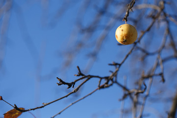 Old alone apple on a branch. Autumn concept