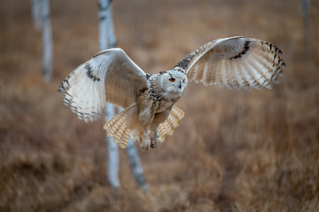 Eagle owl flying in the forest. Huge owl with open wings in habitat with trees. Beautiful bird with orange eyes.