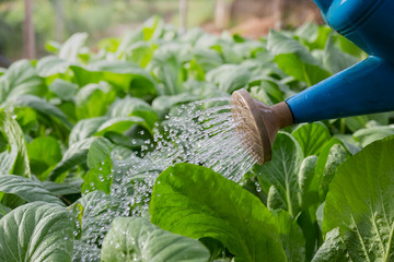 Watering vegetables