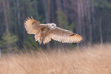 Eagle owl flying in the forest. Huge owl with open wings in habitat with trees. Beautiful bird with orange eyes.