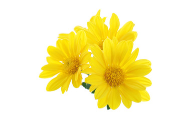 yellow chrysanthemum flowers