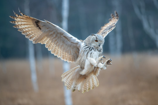 Eagle owl flying in the forest. Huge owl with open wings in habitat with trees. Beautiful bird with orange eyes.