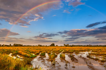 Fototapeta na wymiar The rainbow with the harvest field.