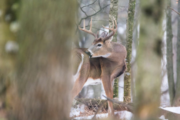 Large whitetail buck grooming in snow