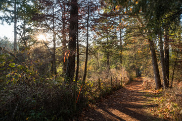 path in the forest with sun setting down on the left